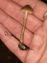 Cystoagaricus