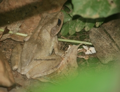 Polypedates cruciger