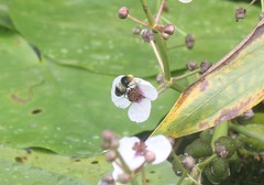 Eristalis oestracea