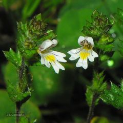 Euphrasia hirtella