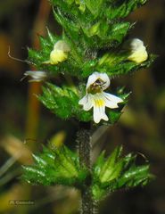 Euphrasia hirtella
