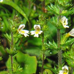 Euphrasia hirtella