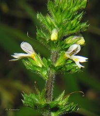 Euphrasia hirtella