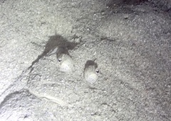 Uranoscopus dollfusi