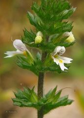 Euphrasia hirtella