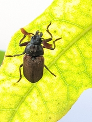 Sandalus petrophya