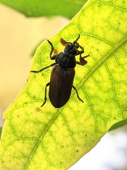 Sandalus petrophya