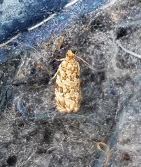 Phaecasiophora niveiguttana