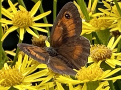 Pyronia tithonus