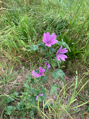 Malva sylvestris sylvestris