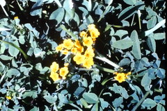 Tagetes lucida