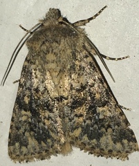 Pseudobryomima fallax