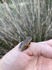 Hyperolius horstockii