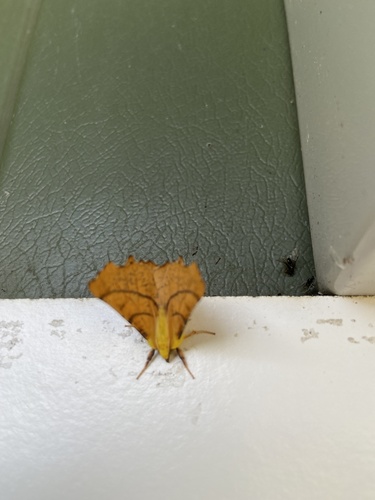 Canary-shouldered Thorn, Goeree-Overflakkee, Ouddorp, Zuid-Holland, NL, photo 7 of 10