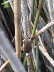 Hyperolius horstockii