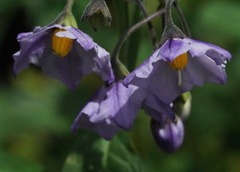 Solanum umbelliferum