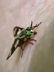 Chrysops relictus