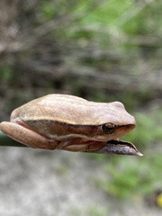 Hyperolius horstockii