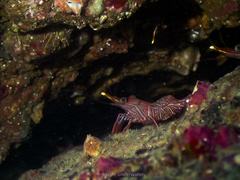 Rhynchocinetes durbanensis