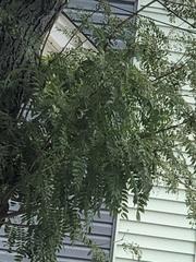 Gleditsia triacanthos