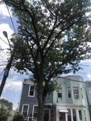 Gleditsia triacanthos