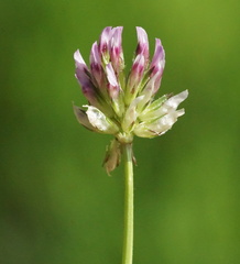 Trifolium ciliolatum