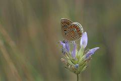 Polyommatus icarus