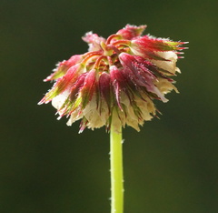 Trifolium ciliolatum