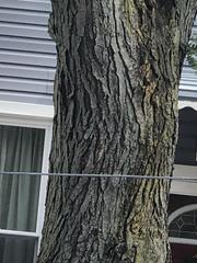 Gleditsia triacanthos