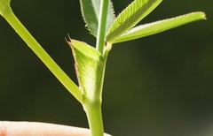 Trifolium ciliolatum