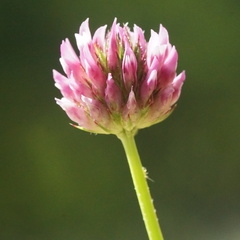 Trifolium ciliolatum