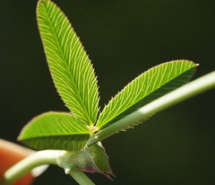 Trifolium ciliolatum