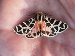 Apantesis incorrupta