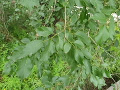 Ulmus pumila