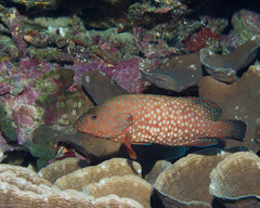 Cephalopholis cyanostigma