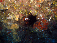 Centrostephanus longispinus