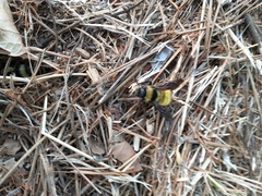 Bombus pensylvanicus
