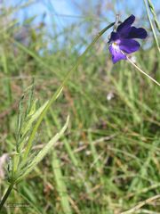 Viola bubanii