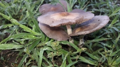 Psathyrella