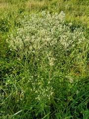 Eupatorium torreyanum