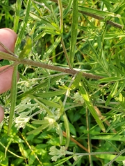Eupatorium torreyanum