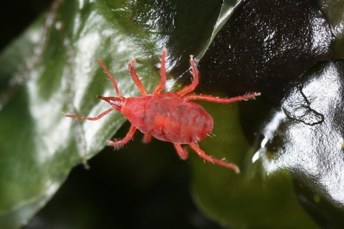 Neomolgus littoralis