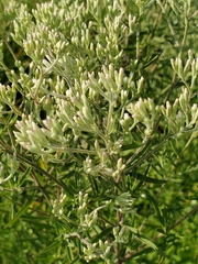 Eupatorium torreyanum