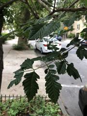 Koelreuteria paniculata