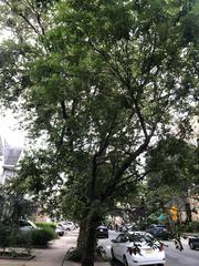 Koelreuteria paniculata