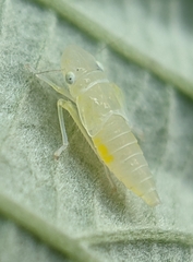 Graphocephala atropunctata