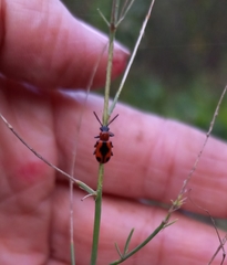 Crioceris quinquepunctata