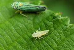 Graphocephala atropunctata