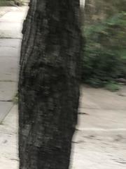 Koelreuteria paniculata