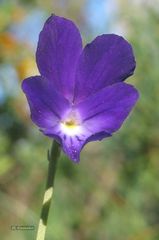 Viola bubanii